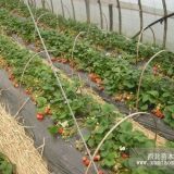 红颜草莓苗、红颜草莓苗价格、红颜草莓苗品种