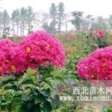 百日紅樹苗、百日紅小苗價(jià)格、山東百日紅價(jià)格