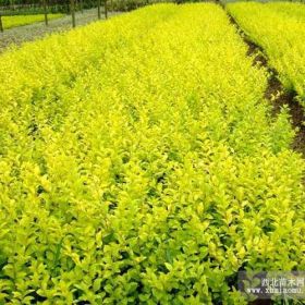 供应金叶女贞，红叶女贞，小叶女贞