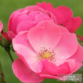 供应高杆女贞、樱花、紫荆