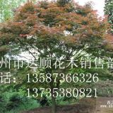 供應八月金桂 四季桂 狀元紅丹桂 紅楓 紫薇 雞爪槭工程苗