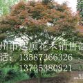 供應(yīng)八月金桂 四季桂 狀元紅丹桂 紅楓 紫薇 雞爪槭工程苗