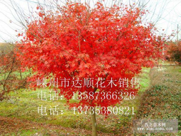 狀元紅丹桂