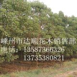 大量提供 8m-30cm的重陽木 樹形飽滿，價格優(yōu)惠