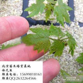 本苗圃急出售紅楓容器苗20萬棵價(jià)格優(yōu)惠