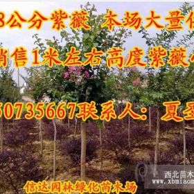 供1-8公分紫薇 紫葉李 櫻花 紅葉李 大葉女貞現(xiàn)貨低價(jià)供應(yīng)