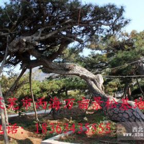 供應(yīng)造型黑松-景觀松-萊蕪市丙海萬畝景松基地