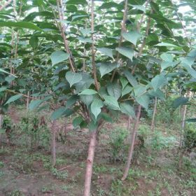 山东大规格樱花树种植批发销售