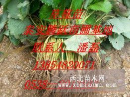 草莓苗；草莓苗多少钱一棵；山东草莓苗价格