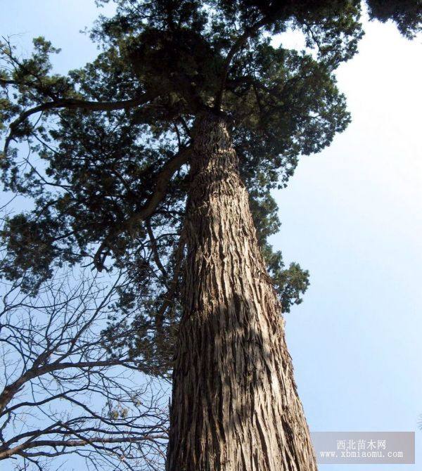 華山松、側(cè)柏、白皮松、悍白楊原木