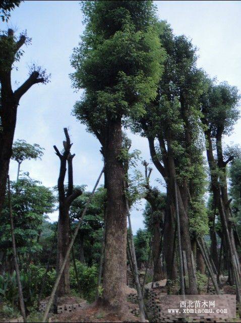 供应移植大香樟