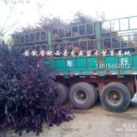 肥西紫葉李供應 潢川大葉女貞銷售 蕭山紅葉石楠紅花繼木供應