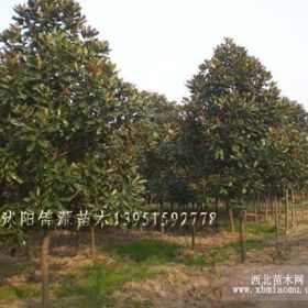 江苏樱花、广玉兰、紫玉兰，白玉兰直销