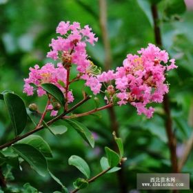 大量供应紫薇、红花紫薇、百日红等苗木