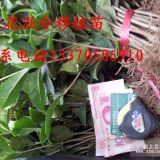 大量供應(yīng)丹桂金桂四季桂花混合移植苗