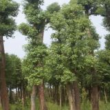 福建香樟價格 漳州移植全冠香樟圖片 種植技術