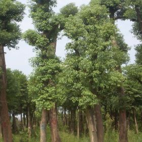 福建香樟价格 漳州移植全冠香樟图片 种植技术