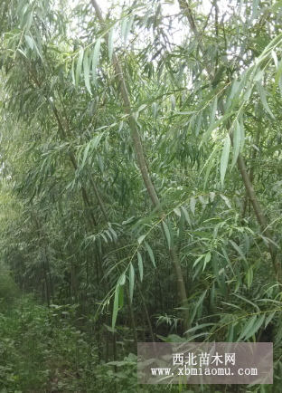 優(yōu)質(zhì)金絲柳