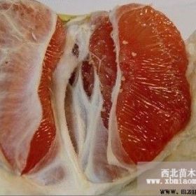 好红肉蜜柚苗（福建平和县正达蜜柚种苗有限公司）