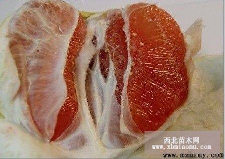 红肉蜜柚苗