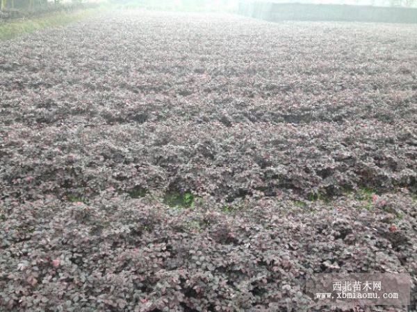 成都綠化苗木 成都蜀綠園藝