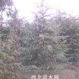 廉價籽播雪松價格-雪松基地