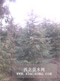 綠化苗木-籽播雪松