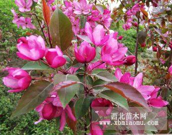 山東北美海棠種植基地