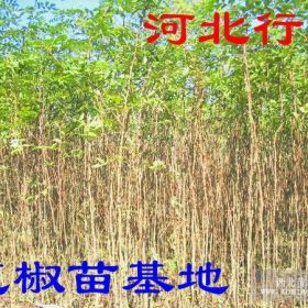 花椒苗基地批发多少钱一株