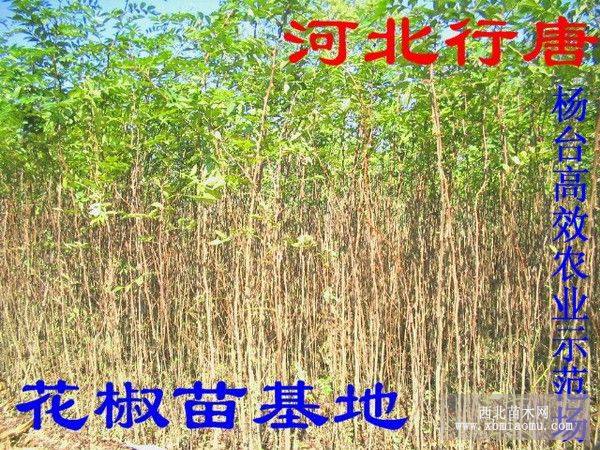 花椒苗多少钱一株