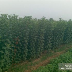 供应郑州果树苗梨树苗苹果树苗桃树苗占地果树苗