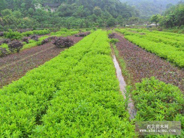 杜鵑價格 春鵑價格