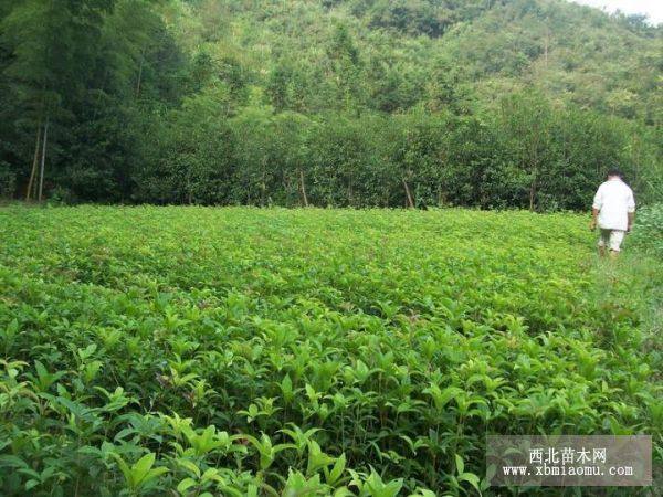 桂花樹苗-麗川苗木