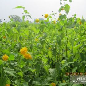 低價出售棣棠、繡線菊、龍柏、灑金柏、等、、、