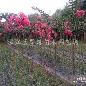 四川苗木基地 四川大紅花紫薇 供應(yīng)成都綠化苗木