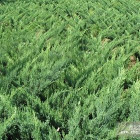 沙地柏價(jià)格 耐旱沙地柏 急售沙地柏