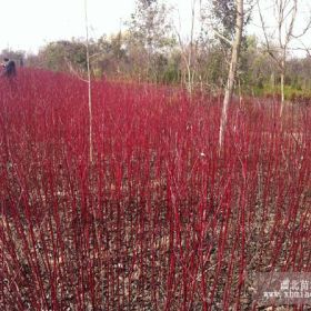 江苏红瑞木、红瑞木价格 红瑞木小苗报价