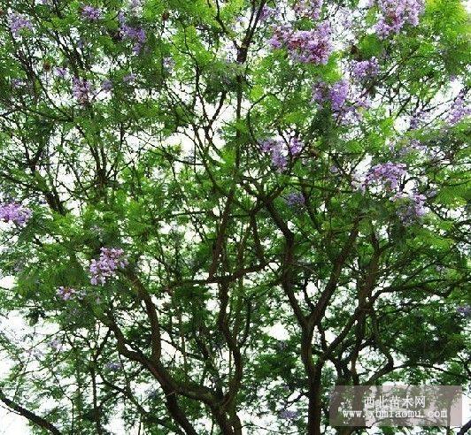 黃桷,桂花,樸樹,皂角,香樟