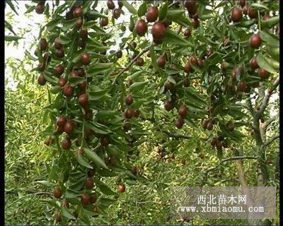 大紅棗樹棗樹小苗