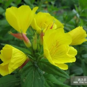 山东月见草价格山东大滨菊价格山东除虫菊价格