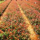 紅唇似火、魯賓斯 紅羅賓基地  南京紅葉石楠價(jià)格