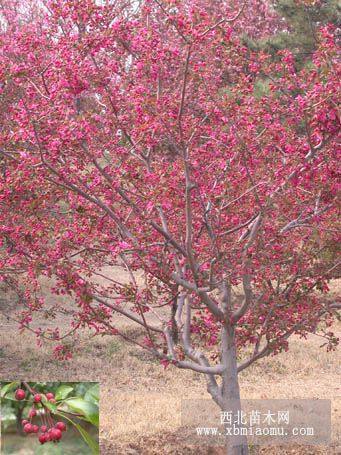 櫻花.東紅西府北美海棠青垂紫葉李