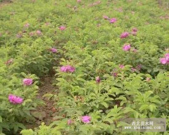 平陰玫瑰苗，豐花一號(hào)和四季玫瑰