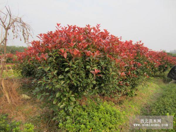 紅葉石楠球 茶花球 紅繼木球