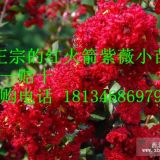 紅火球紫薇/紅火球紫薇小苗價(jià)格