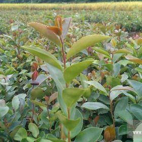 软枝油茶实生苗