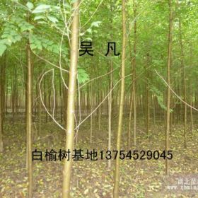 白榆树 白榆树价格、榆树苗