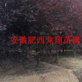 安徽红叶李 乌桕 大叶女贞 榔榆