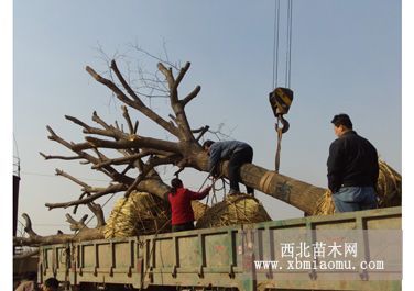 大量供應(yīng)各種規(guī)格白蠟，山東綠園苗木基地