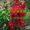 紅火球紫薇價(jià)格